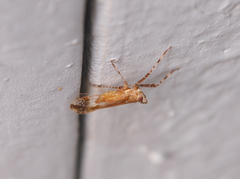 Orthopagus splendens