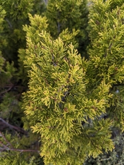 Halocarpus bidwillii