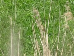 Acrocephalus palustris