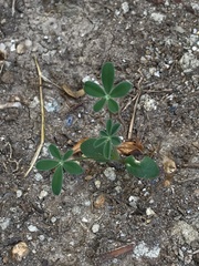 Lupinus succulentus
