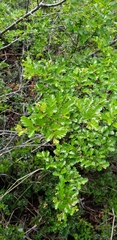 Nothofagus antarctica