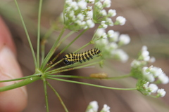 Papilio alexanor