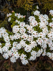 Pimelea buxifolia