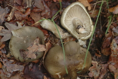 Tricholoma saponaceum