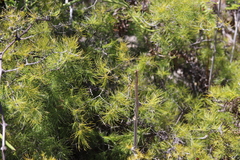 Asparagus rubicundus