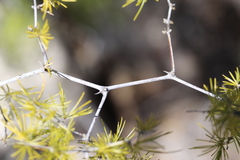 Asparagus rubicundus