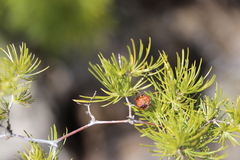 Asparagus rubicundus