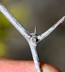 Asparagus rubicundus