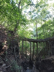 Ficus insipida