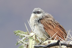 Centropus superciliosus