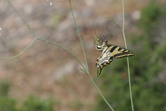 Papilio alexanor
