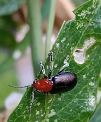 Cacoscelis nigripennis