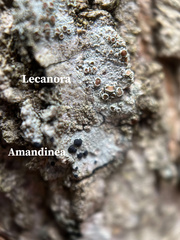 Amandinea