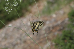 Papilio alexanor