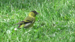 Spinus barbatus