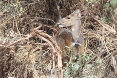 Tragelaphus sylvaticus