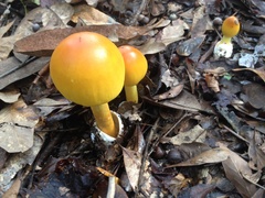 Amanita arkansana