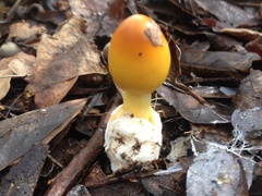 Amanita arkansana