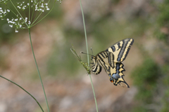 Papilio alexanor