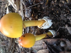 Amanita arkansana