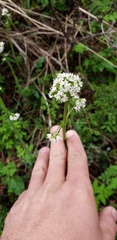 Valeriana laxiflora