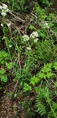 Valeriana laxiflora