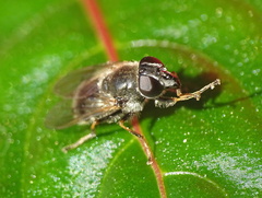Cheilosia caerulescens