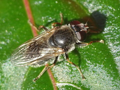 Cheilosia caerulescens