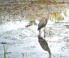Ardea herodias