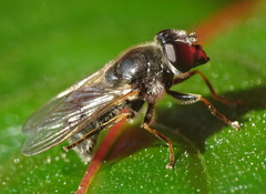 Cheilosia caerulescens