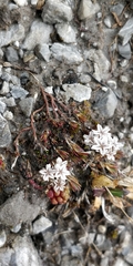 Sedum atratum