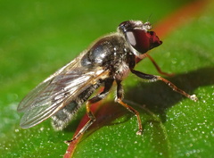Cheilosia caerulescens
