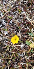 Ranunculus montanus