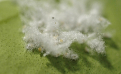 Aleurothrixus floccosus