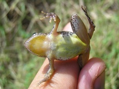 Phrynobatrachus alleni