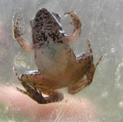 Phrynobatrachus tokba