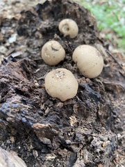 Apioperdon pyriforme