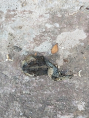 Rhinella dorbignyi