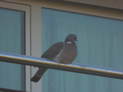Columba palumbus palumbus
