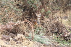 Tragelaphus sylvaticus