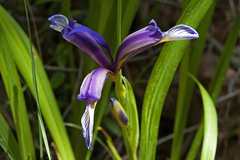 Iris graminea