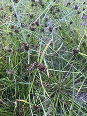 Cyperus difformis