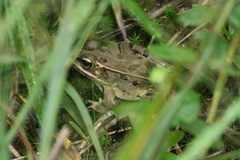 Lithobates sphenocephalus utricularius