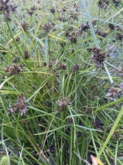Cyperus difformis