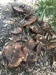 Tricholoma fracticum