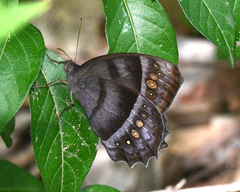 Taygetis thamyra