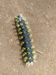 Leucanella viridescens