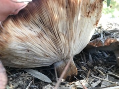 Tricholoma fracticum