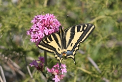 Papilio alexanor