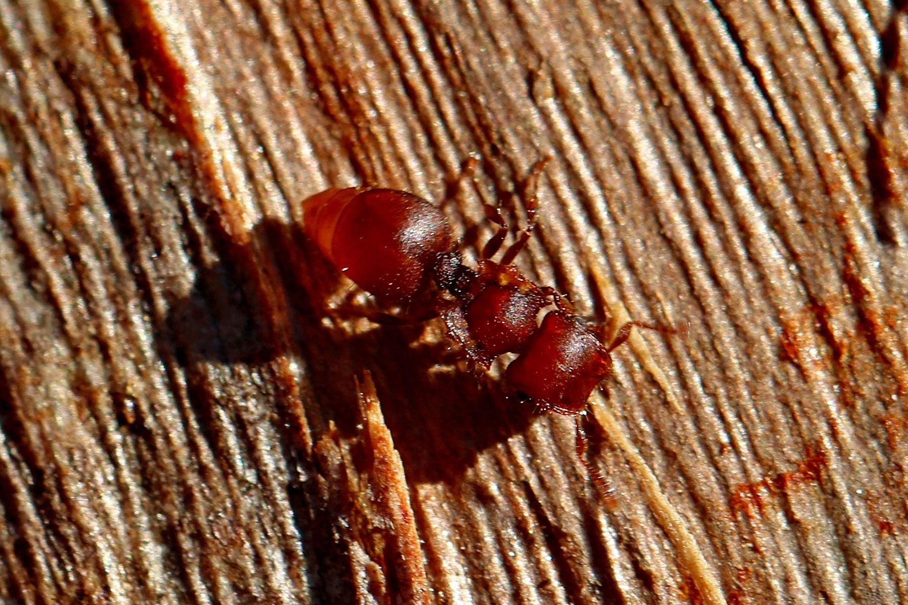 Meranoplus fenestratus